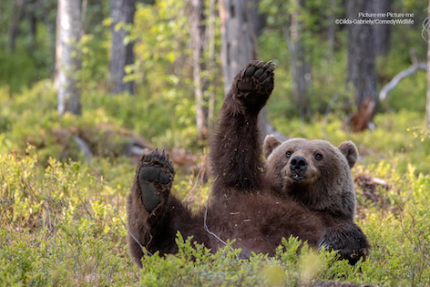 Urso sorridente parece estar pedindo para ser fotografado, em uma das imagens finalistas de concurso de fotos de animais na natureza
