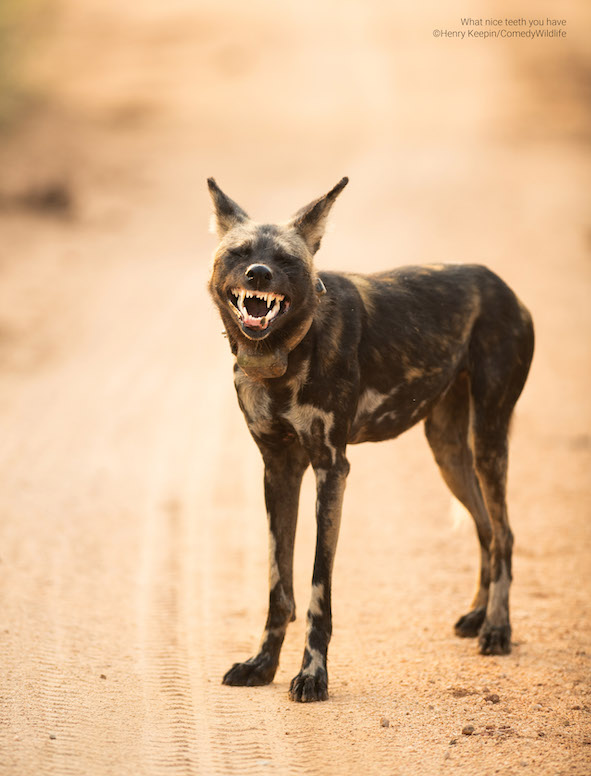 lobo sorridente entre as fotos mais engraçadas de animais selvagens do ano