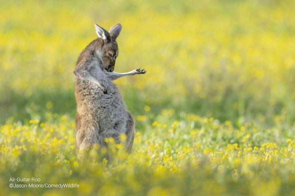 A kangaroo playing the guitar competes for the funniest photo of animals in nature in 2023