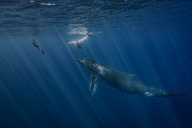 baleia jubarte, filhote e humano prêmio de fotografia concurso de fotografia fotografia do oceano fotógrafo do oceano Ocean Photography Awards Polinésia Francesa
