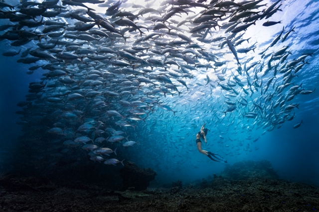prêmio de fotografia concurso de fotografia fotografia do oceano fotógrafo do oceano Ocean Photography Awards 