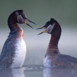 mergulhões de pescoço vermelho concurso de fotografia prêmio de fotografia fotografia da natureza fotografia de animais Sociedade de Biologia