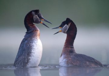 mergulhões de pescoço vermelho concurso de fotografia prêmio de fotografia fotografia da natureza fotografia de animais Sociedade de Biologia