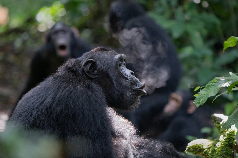 chimpanzé concurso de fotografia prêmio de fotografia fotografia da natureza fotografia de animais Sociedade de Biologia
