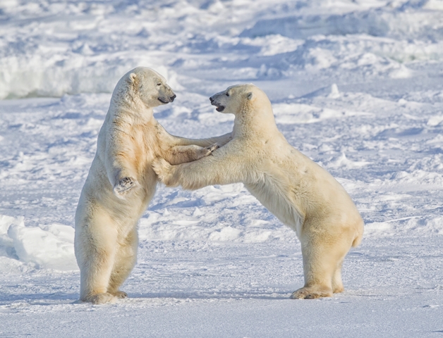 ursos polares brigando concurso de fotografia prêmio de fotografia fotografia da natureza fotografia de animais Sociedade de Biologia
