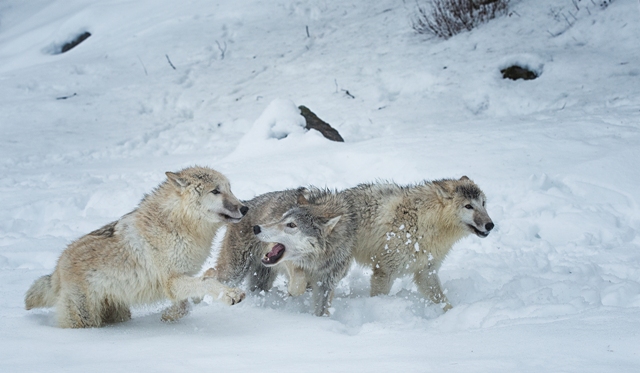 lobos na neve concurso de fotografia prêmio de fotografia fotografia da natureza fotografia de animais Sociedade de Biologia