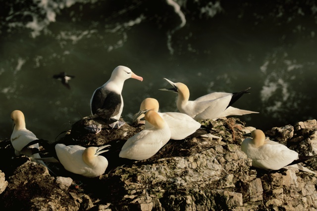 albatroz e gansos concurso de fotografia prêmio de fotografia fotografia da natureza fotografia de animais Sociedade de Biologia