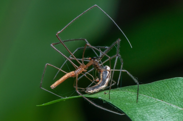 aranhas concurso de fotografia prêmio de fotografia fotografia da natureza fotografia de animais Sociedade de Biologia