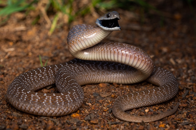 cobra inofensiva concurso de fotografia prêmio de fotografia fotografia da natureza fotografia de animais Sociedade de Biologia