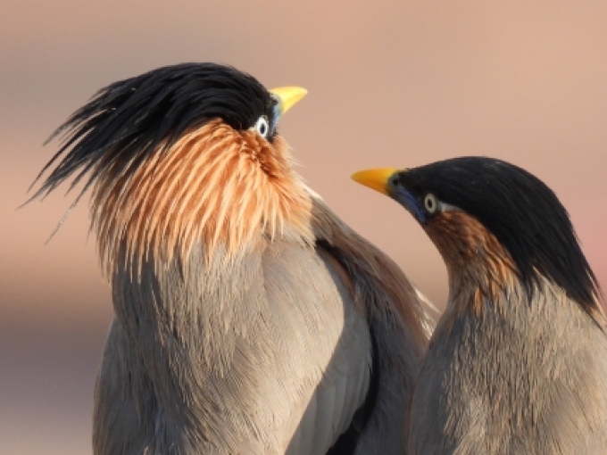  casal de estorninhos ao sol concurso de fotografia prêmio de fotografia fotografia da natureza fotografia de animais Sociedade de Biologia 