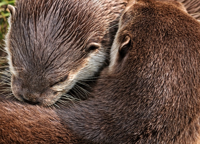 lontras se abraçando concurso de fotografia prêmio de fotografia fotografia da natureza fotografia de animais Sociedade de Biologia 