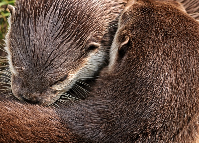 jovens fotógrafos lontras se abraçando concurso de fotografia prêmio de fotografia fotografia da natureza fotografia de animais Sociedade de Biologia