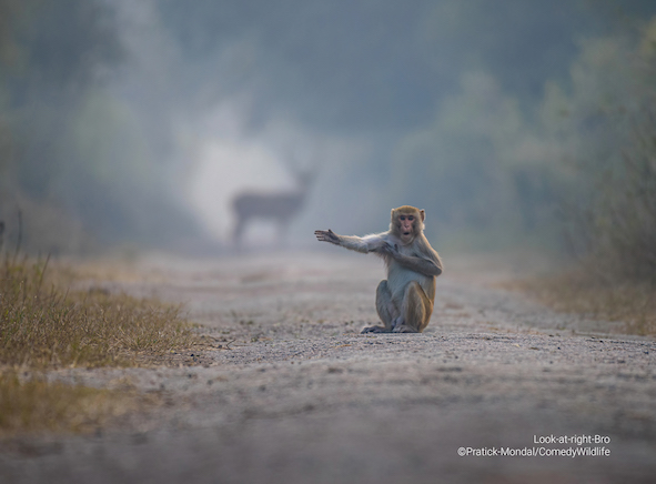 The monkey appears to be pointing the way, in one of the photos chosen to compete for the title of the funniest animal in nature in 2023.