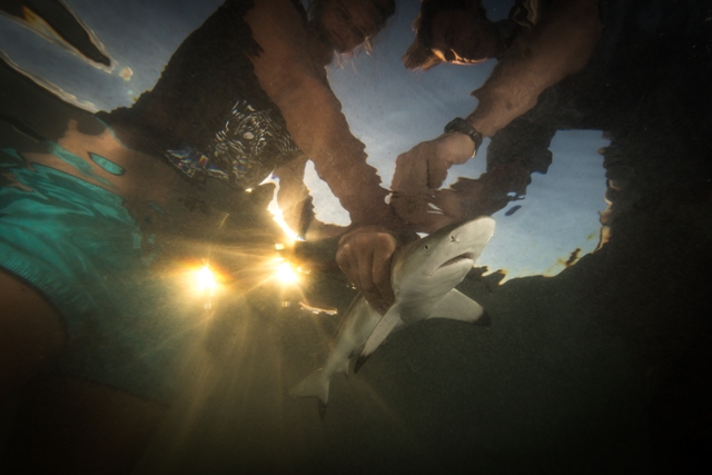 cientistas e tubarão prêmio de fotografia concurso de fotografia fotografia do oceano fotógrafo do oceano Ocean Photography Awards Polinésia Francesa