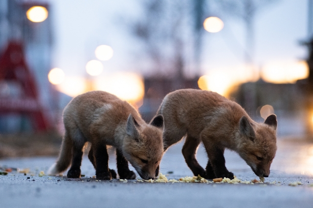 raposas prêmio de fotografia concurso de fotografia Siena Photo Awards fotografia de animais Canadá