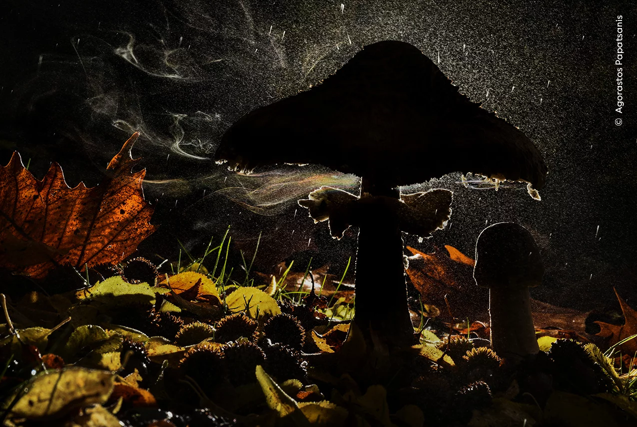Cogumelo guarda-sol libera esporos, registro da vida selvagem premiado em concurso de fotografia