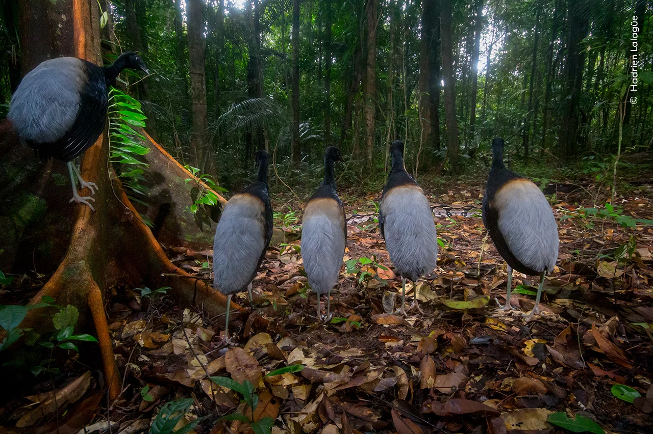Pássaros trompetistas na Guiana, com cobra passando ao fundo, é uma das fotos premiadas em concurso de imagens da vida selvagem 