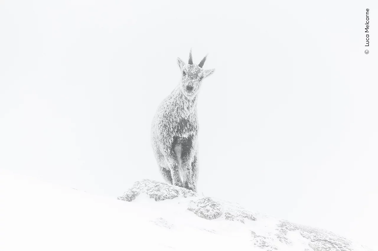 Íbex no meio do gelo nos Alpes franceses, foto premiada em concurso de fotografia da vida selvagem 