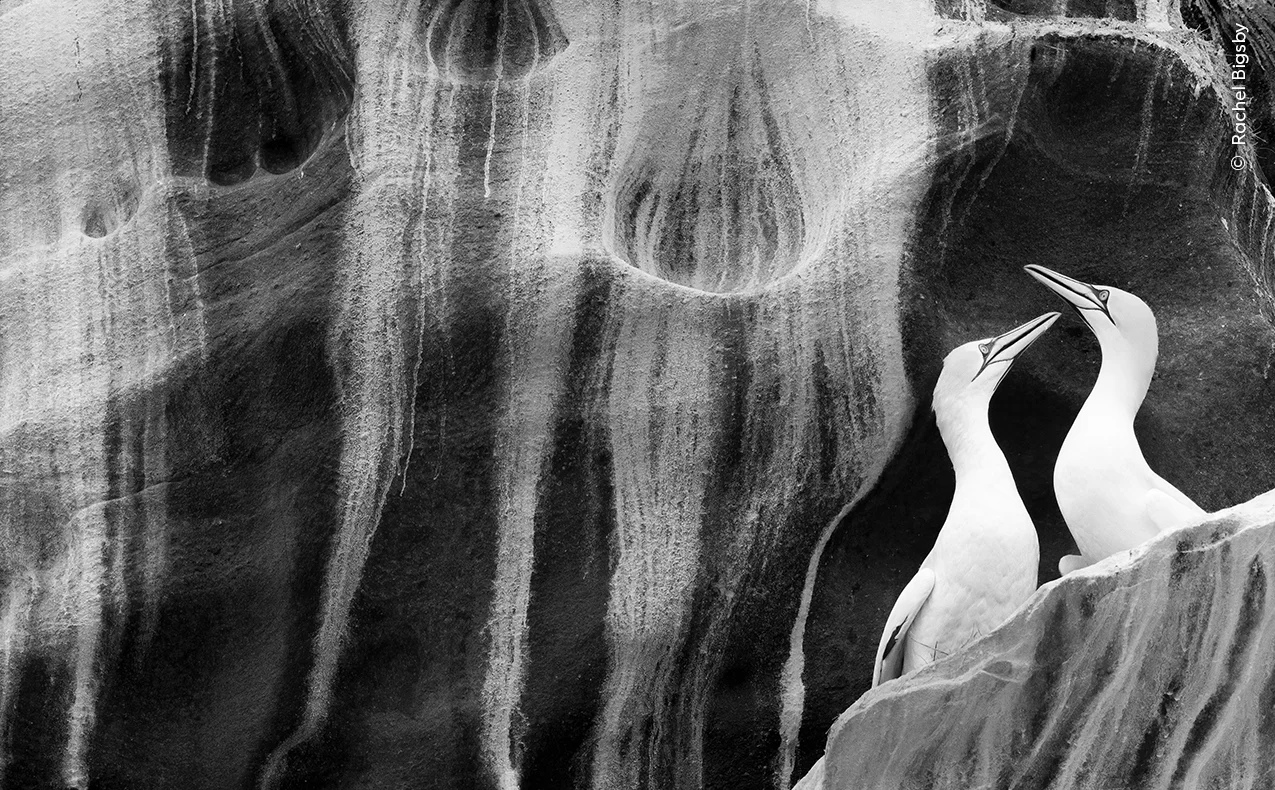 Gansos fotografados na Escócia, foto premiada em concurso do Museu de História Natural de Londres 