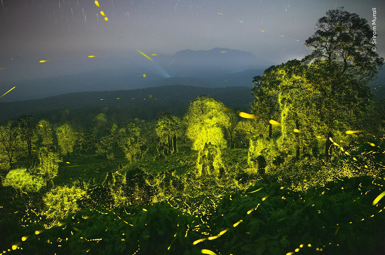 Luzes de vagalumes na Índia, uma das fotos escolhidas pelo júri do concurso do Museu de História Natural de Londres 