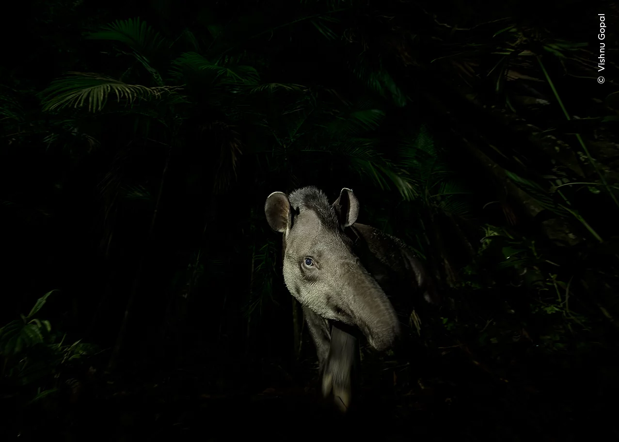 Anta sai da floresta em São Paulo, em foto selecionada entre as melhores de concurso de imagens da vida selvagem 