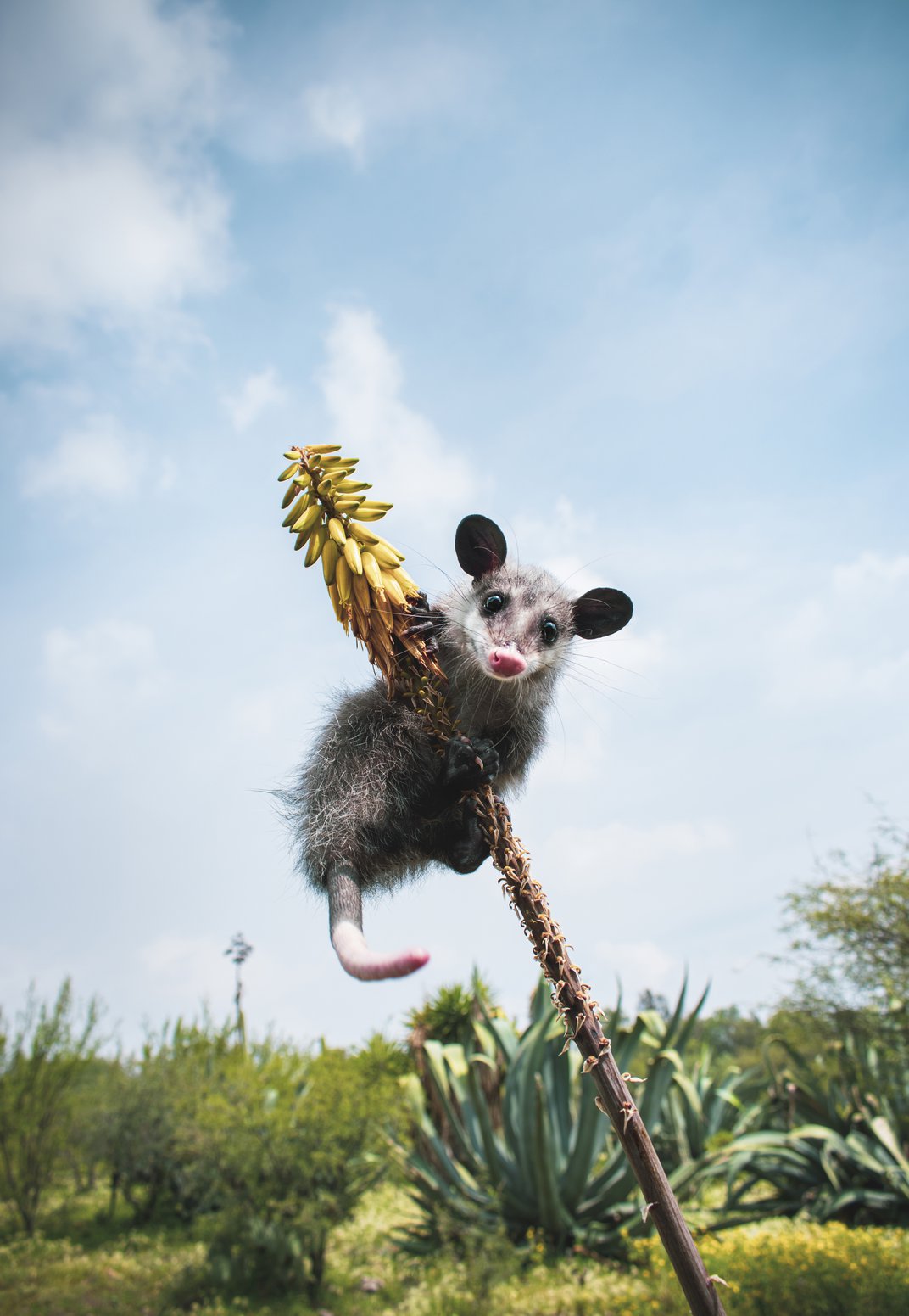 marsupial concurso de fotografia prêmio de fotografia Smithsonian México