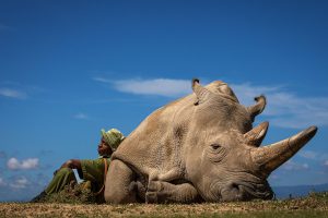 rinoceronte branco concurso de fotografia prêmio de fotografia Smithosonian