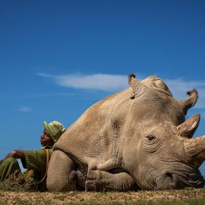 rinoceronte branco concurso de fotografia prêmio de fotografia Smithosonian