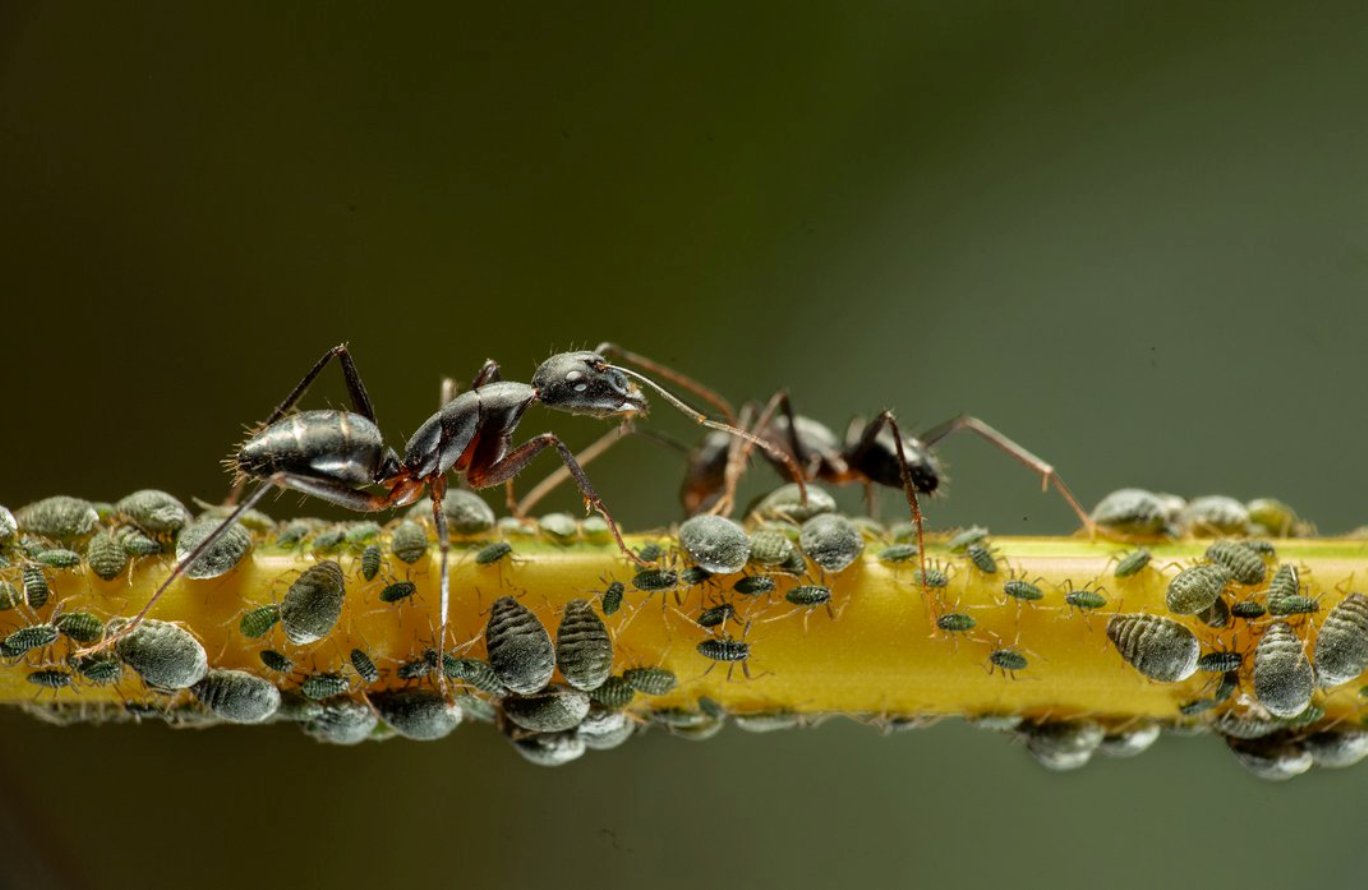 formigas e pulgões concurso de fotografia prêmio de fotografia Smithosonian Índia