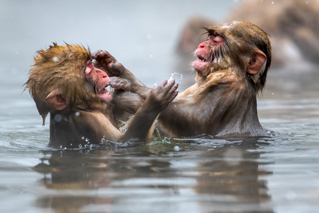 macacos tomando banho concurso de fotografia prêmio de fotografia Smithosonian Japão