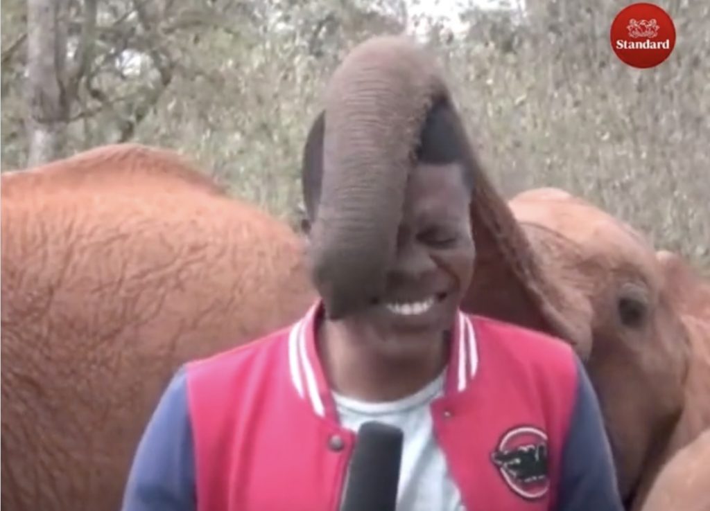 Mico jornalista elefante Quênia vídeo viral assista