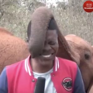Mico jornalista elefante Quênia vídeo viral assista