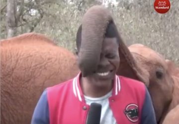 Mico jornalista elefante Quênia vídeo viral assista