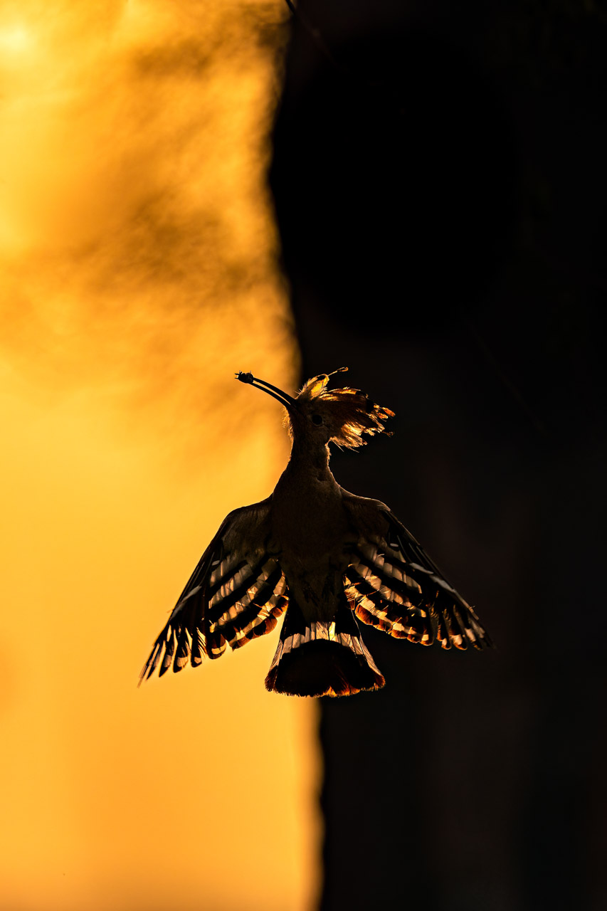 Ave poupa ao nascer do sol, foto premiada na categoria aves do NPOYY 2023