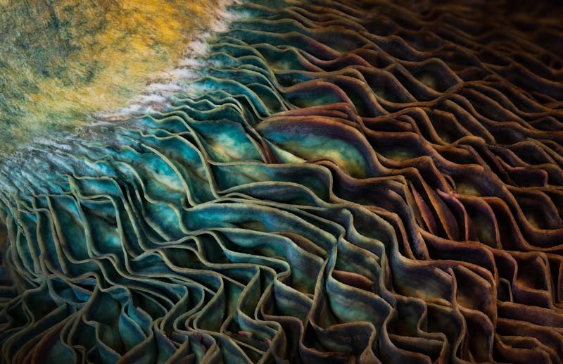 Guelras de peixe fotografadas em close-up, imagem que venceu o concurso NPOTY de fotos da natureza na categoria Arte