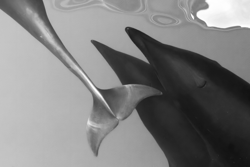 Golfinho fotografado em preto e branco, imagem premiada em concurso de fotografia da natureza NPOTY 2023