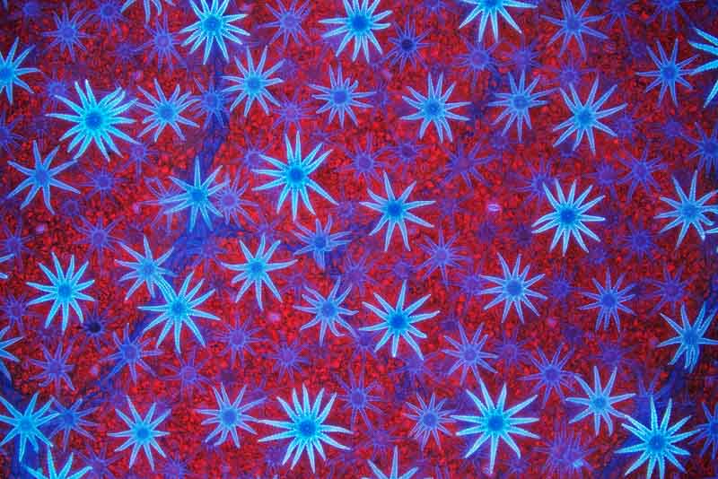 Fungos criaram uma superfície vermelha e azul com padrões intrincados, foto vencedora do NPOTY 2023 na categoria Plantas e Fungos