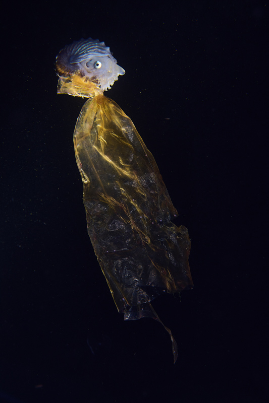Nautilus amarelo em águas negras, fotografia premiada no Natural Photographer of The Year