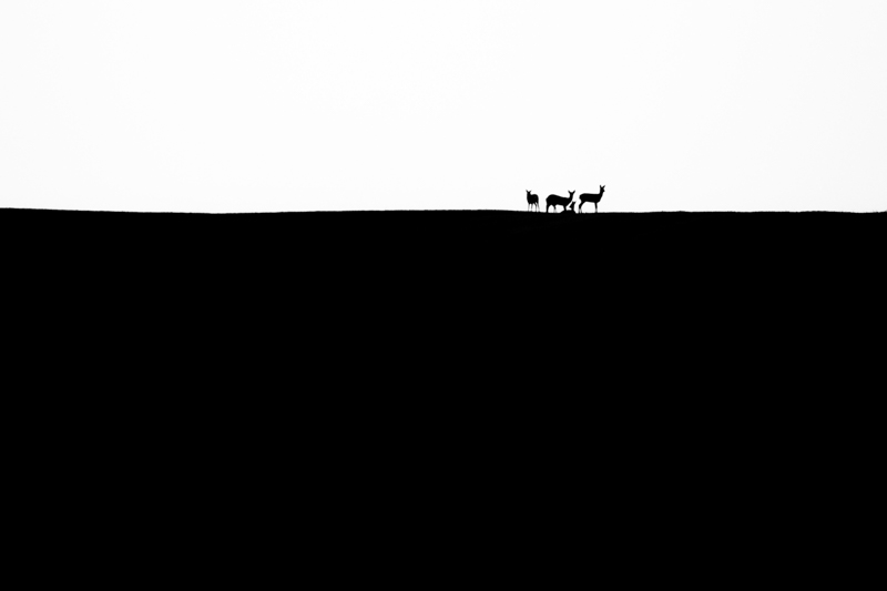 Silhueta de animais caminhando sobre colina na Hungria , foto premiada em concurso de fotografia da natureza