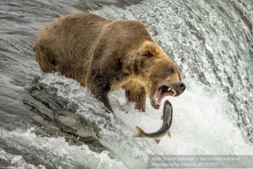 Urso abocanhando peixe é uma das fotos premiadas oto premiada Siena Photo Awards