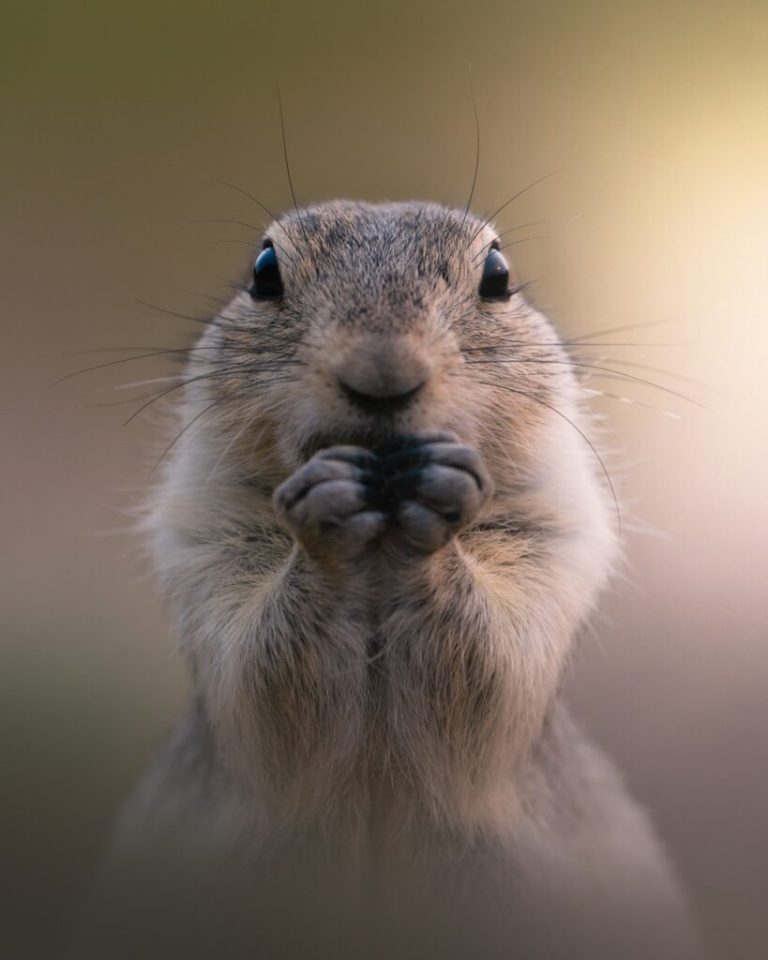 esquilo concurso de fotografia Canadá