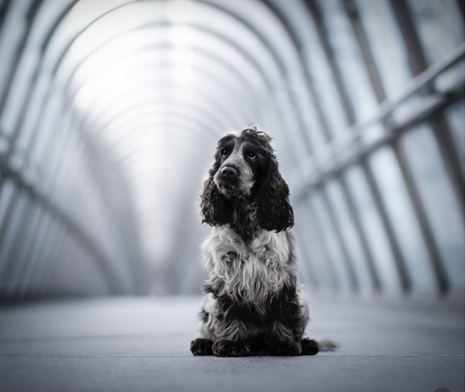 cookie spaniel concurso de fotografia foto de cachorro Paris