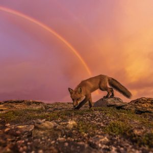 raposa e arco iris Canadá