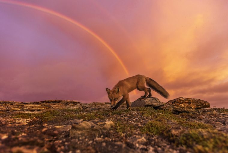 raposa e arco iris Canadá