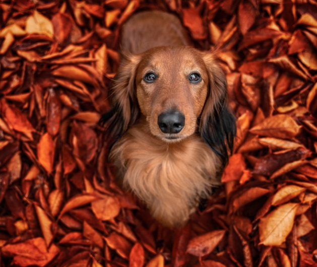 cachorro sentado em folhas - concurso de fotografia foto de cachorro 