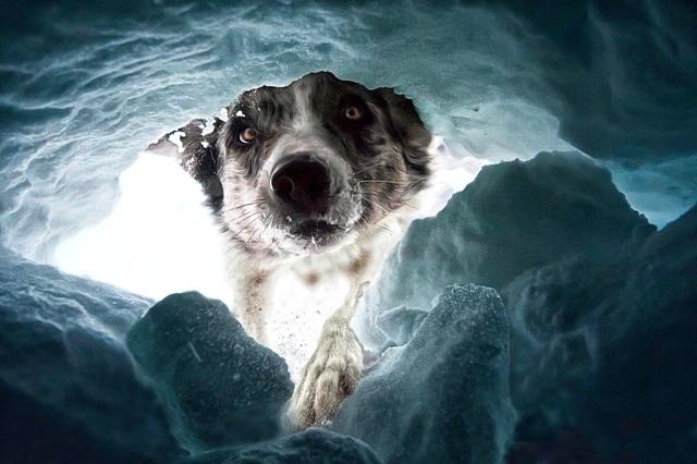 cão de resgate concurso de fotografia melhores fotos de cachorro Suíça