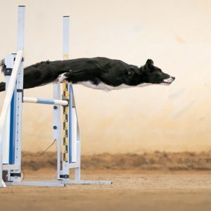 cão saltando concurso de fotografia foto de cachorro Itália