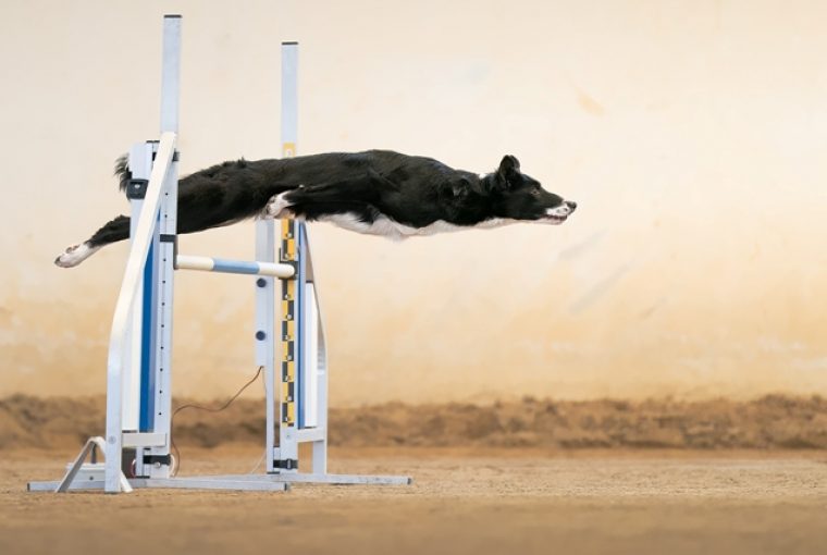 cão saltando concurso de fotografia foto de cachorro Itália