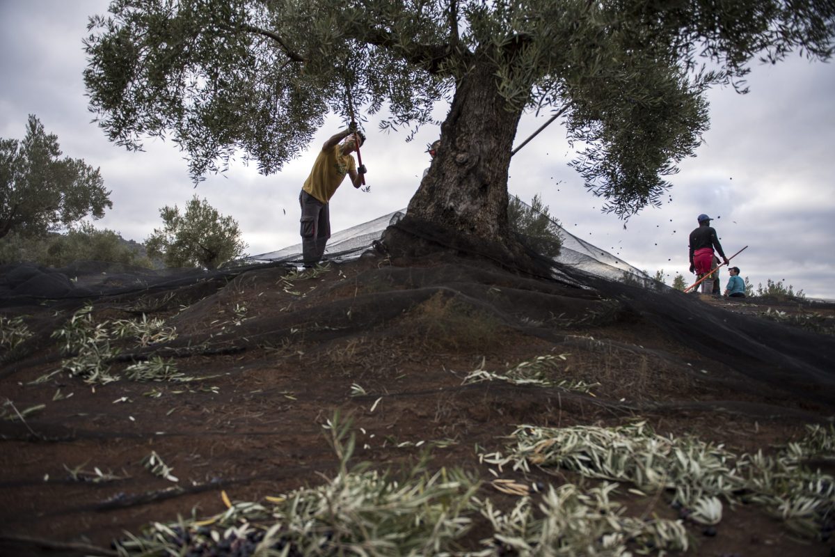 Mudança climática Espanha fotografia plantação de oliveiras 