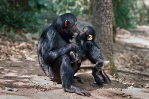 Dois primatas se beijam foto da natureza Jane Goodall